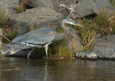 Blue Heron 1005-6j  Mill Creek