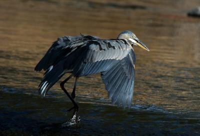 Blue Heron 1005-2j  Mill Creek