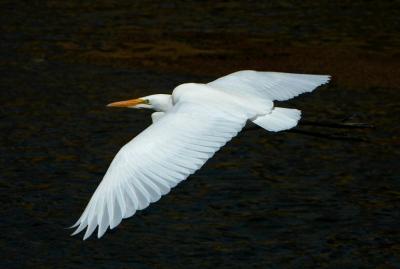 Great Egret  1005-4j  Mill Creek