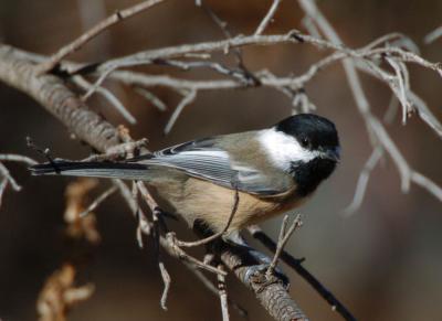 Black Capped Chickadee 1005-3j  Popoff Trail