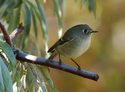 v3/09/426209/3/50496328.RubyCrownedKinglet10052j.jpg