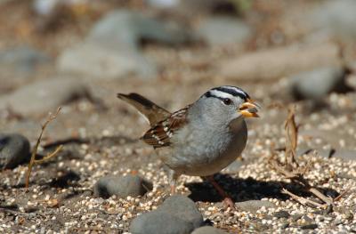 White Crowned Sparrow 1005-1j  Arboretum