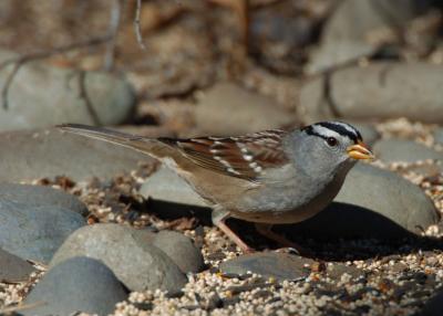 White Crowned Sparrow 1005-2j  Arboretum
