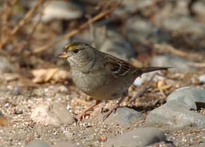 Golden Crowned Sparrow 1005-1j  Arboretum