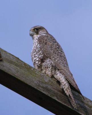 Gyrfalcon  0305-16j  Samish Flats