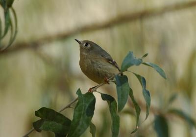 v3/09/426209/3/50852586.RubyCrownedKinglet10053j.jpg