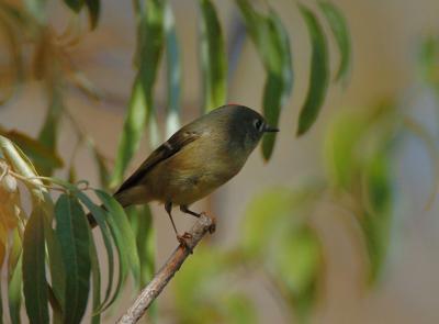 v3/09/426209/3/50852587.RubyCrownedKinglet10054j.jpg
