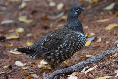 Spruce Grouse 1005-3j Whites Ridge