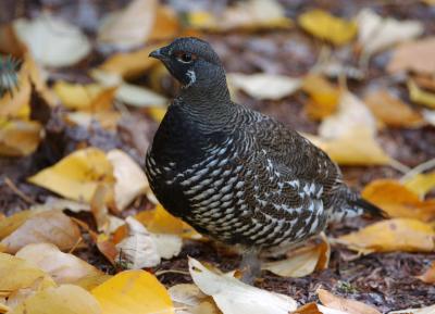 Spruce Grouse 1005-10j Whites Ridge