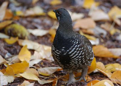 Spruce Grouse 1005-9j Whites Ridge