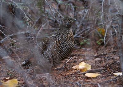 Spruce Grouse Female 1005-4j Whites Ridge