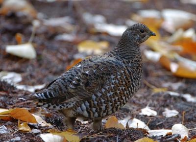 Spruce Grouse Female 1005-8j Whites Ridge