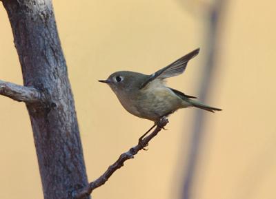 v3/09/426209/3/51347655.RubyCrownedKinglet10055j.jpg