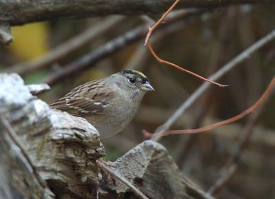 Golden Crowned Sparrow 1005-3j Popoff Trail