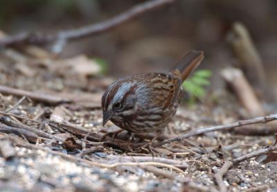 Song Sparrow 1005-1j  Popoff Trail