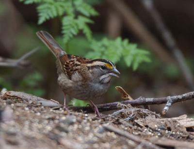 White Throated Sparrow 1005-2j Popoff Trail