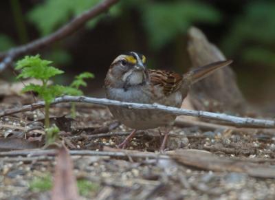 White Throated Sparrow 1005-4j Popoff Trail