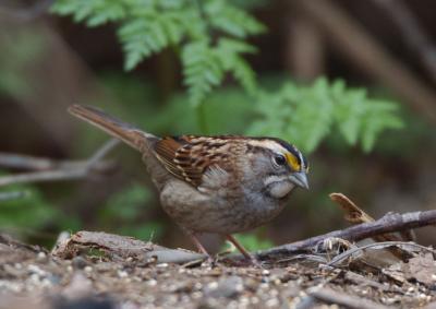 White Throated Sparrow 1005-3j Popoff Trail