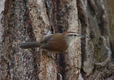 Bewicks Wren 1005-2j  Yakima Greenway