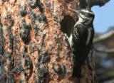 Hairy Woodpecker Female at Nest  0605-6j  Mud lake Burn