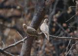 Mourning Dove Pair  0605-1j  Mud Lake Road