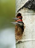 Pileated Juvenile Males in Nest 0605-12j  Middle Fork Ahtanum