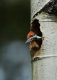 Pileated Juvenile Male in Nest 0605-13j  Middle Fork Ahtanum