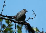 Gray Catbird  0705-7j  Hause Creek