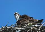 Osprey at Nest  0705-2j  Myron Lake