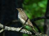 Swainsons Thrush  0705-7j  Tieton Meadow