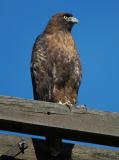 Red-Tailed Hawk 0905-4j  Fort Road