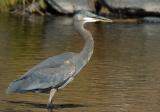 Blue Heron 1005-5j  Mill Creek