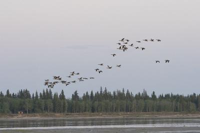 Geese over Charles Island