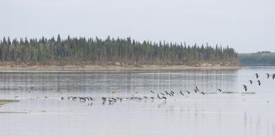 Geese landing on the Moose River