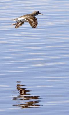 Shorebird and Reflection