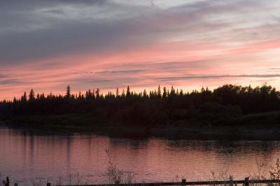 Silhouettes of trees on Charles Island