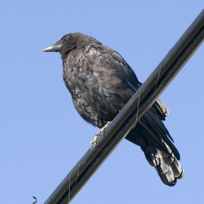 Crow on cable