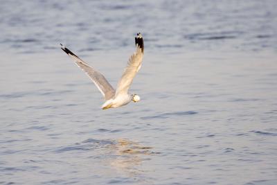 Seagull over water