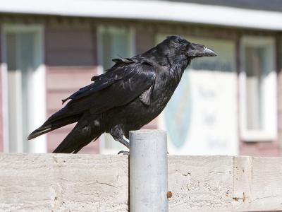 Raven on a fence