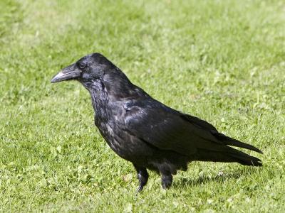 Raven on lawn
