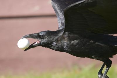 Flying with an egg - this was used for a book cover