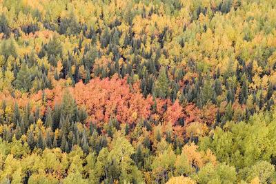 Fall colours near Moosonee, October 1, 2005