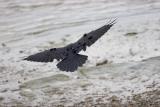 Rear view of a raven landing on beach