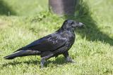 Raven with dirty beak on lawn