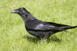 Raven on lawn in sun