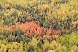 Fall colours near Moosonee, October 1, 2005