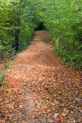 Cottage Lane
