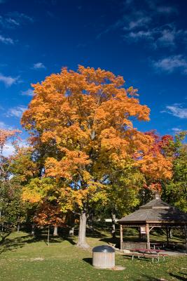 Waterloo Park