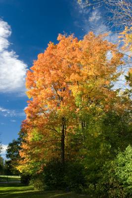 Waterloo Park