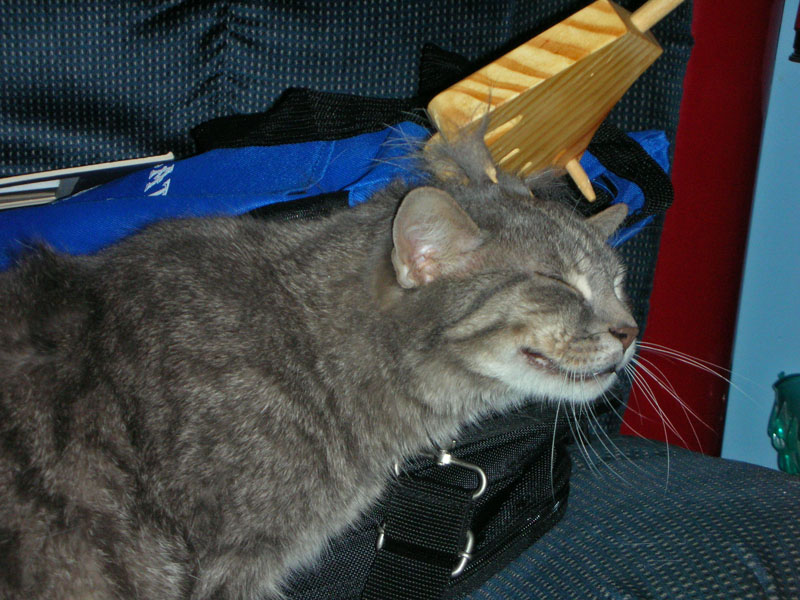 Cat Scratch Fever